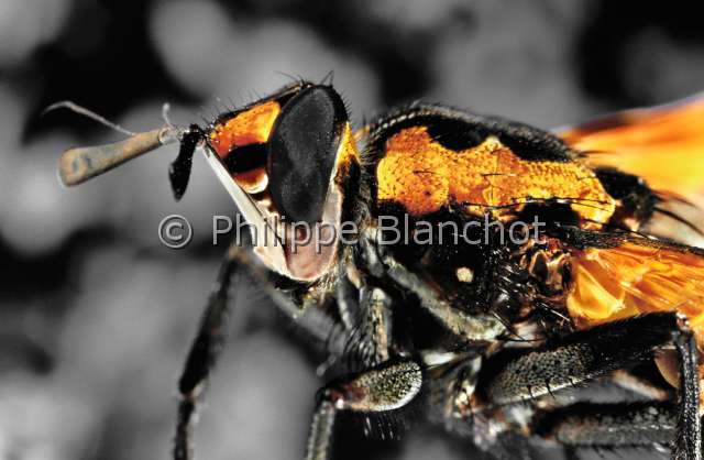 Hermya regalis.JPG - Hermya regalis (Portrait)TachinaireFlyDipteraTachinidae